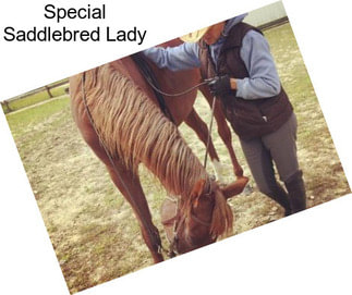 Special Saddlebred Lady