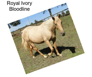 Royal Ivory Bloodline