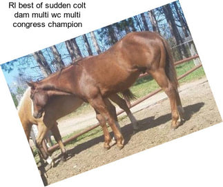 Rl best of sudden colt dam multi wc multi congress champion