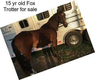 15 yr old Fox Trotter for sale