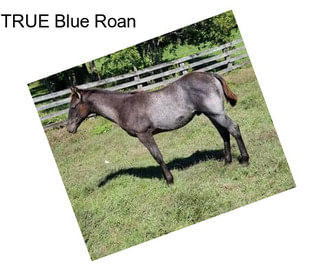 TRUE Blue Roan