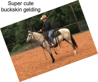 Super cute buckskin gelding