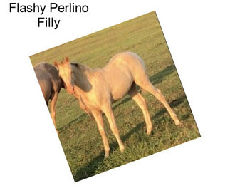 Flashy Perlino Filly