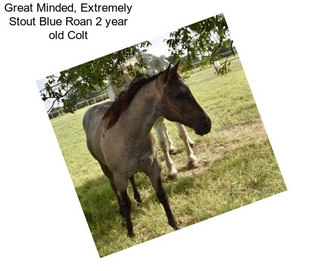 Great Minded, Extremely Stout Blue Roan 2 year old Colt