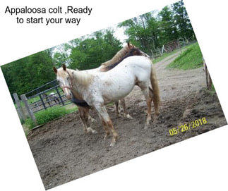 Appaloosa colt ,Ready to start your way
