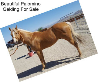 Beautiful Palomino Gelding For Sale