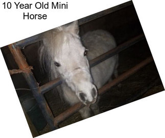 10 Year Old Mini Horse