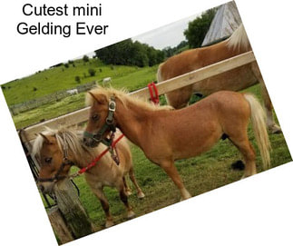 Cutest mini Gelding Ever