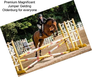 Premium Magnificent Jumper Gelding Oldenburg for everyone