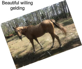 Beautiful willing gelding