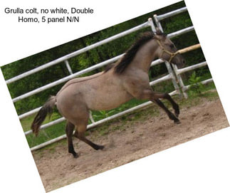 Grulla colt, no white, Double Homo, 5 panel N/N