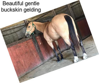 Beautiful gentle buckskin gelding