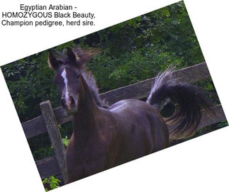 Egyptian Arabian - HOMOZYGOUS Black Beauty, Champion pedigree, herd sire.