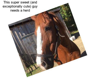 This super sweet (and exceptionally cute) guy needs a herd