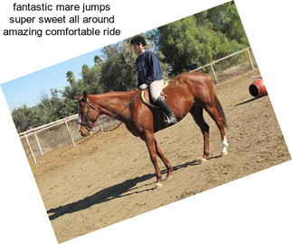 Fantastic mare jumps super sweet all around amazing comfortable ride
