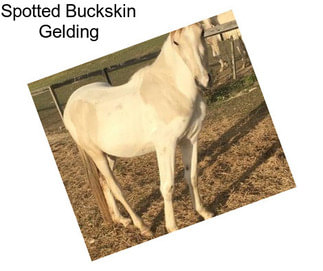 Spotted Buckskin Gelding