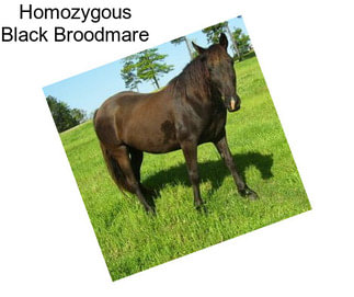 Homozygous Black Broodmare