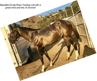 Beaultiful Grulla Roan Yearling colt with a great mind and lots of chrome!