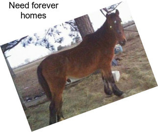 Need forever homes