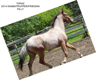 TOPAZ 2014 KNABSTRUPPER/FRIESIAN FILLY