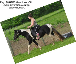 Reg. TWHBEA Mare 4 Yrs. Old Lady\'s Silver Constellation Tobiano BLk/Wh.