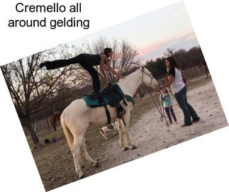 Cremello all around gelding