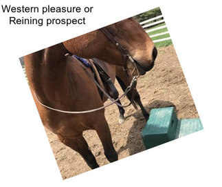 Western pleasure or Reining prospect