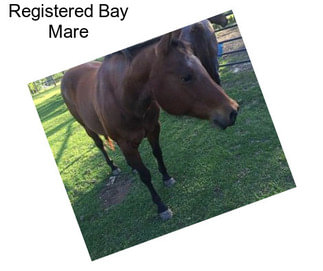 Registered Bay Mare