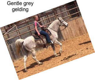 Gentle grey gelding