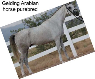 Gelding Arabian horse purebred