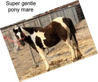 Super gentle pony mare