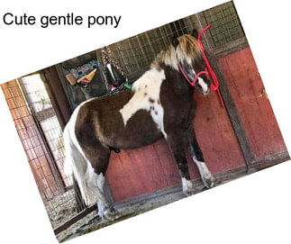 Cute gentle pony