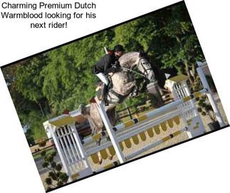 Charming Premium Dutch Warmblood looking for his next rider!