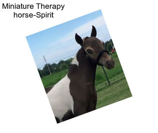 Miniature Therapy horse-Spirit