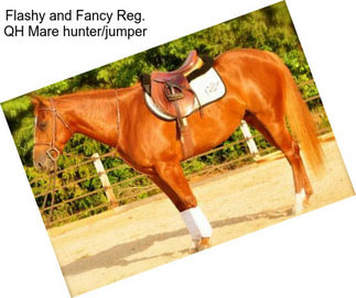 Flashy and Fancy Reg. QH Mare hunter/jumper