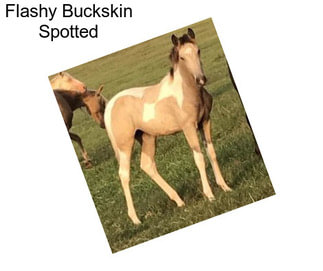 Flashy Buckskin Spotted