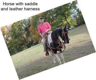 Horse with saddle and leather harness