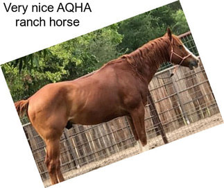 Very nice AQHA ranch horse