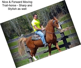 Nice & Forward Moving Trail-horse - Sharp and Stylish as well