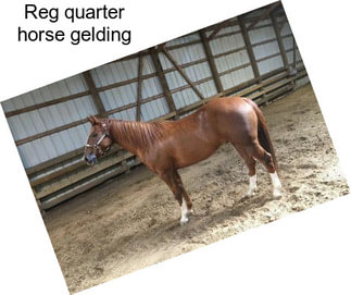 Reg quarter horse gelding