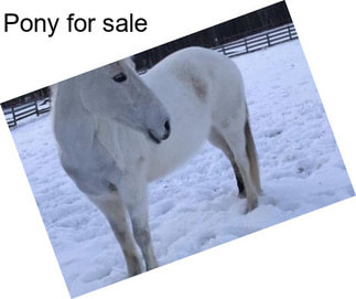 Pony for sale