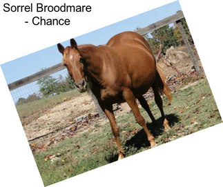 Sorrel Broodmare - Chance