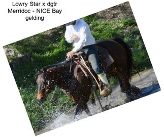 Lowry Star x dgtr Merridoc - NICE Bay gelding