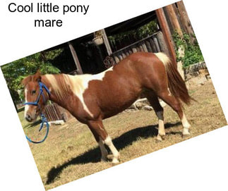 Cool little pony mare