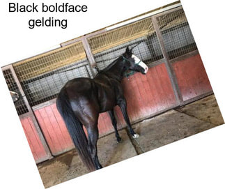 Black boldface gelding