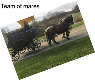 Team of mares