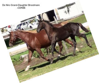 De Niro Grand-Daughter Broodmare -CDN$$