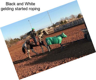 Black and White gelding started roping