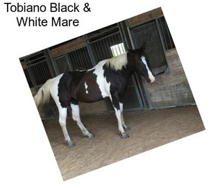 Tobiano Black & White Mare