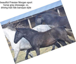 Beautiful Friesian Morgan sport horse grey dressage, cc, driving trail ride baroque style